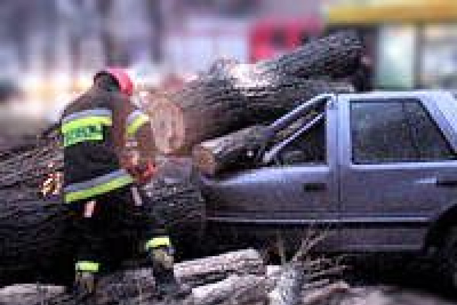 strażak drzewo auto