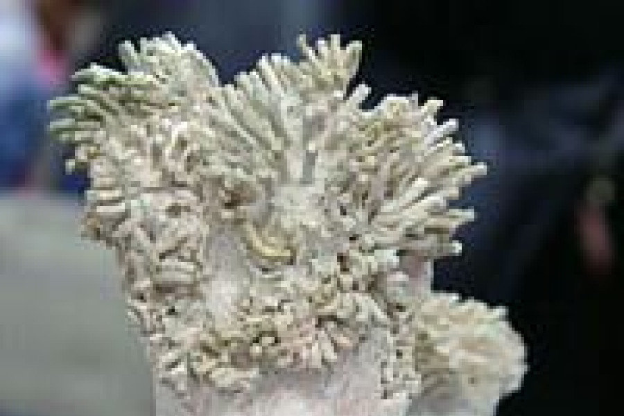 gay-kutschenreiter krystyna rzeźba