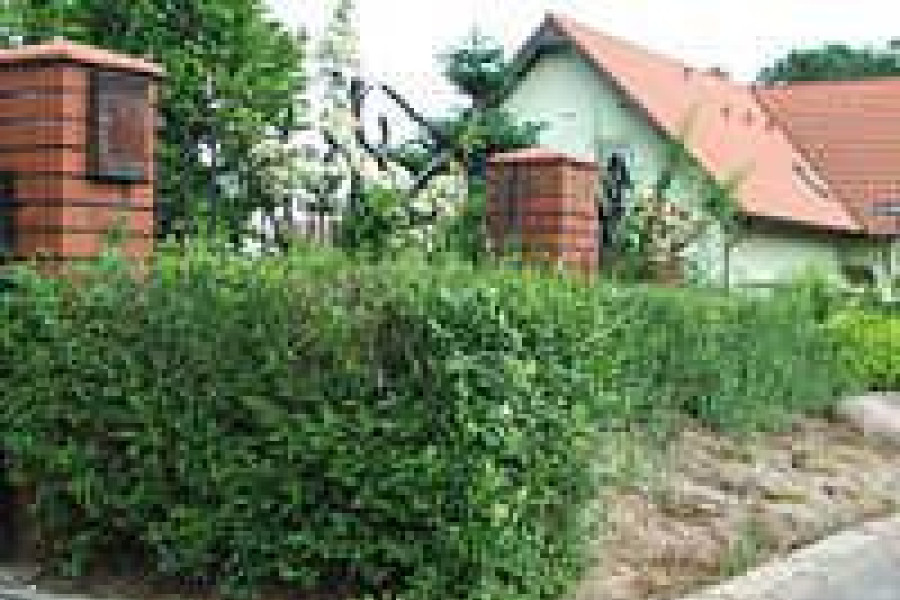 żywopłot ul. tulipanowa