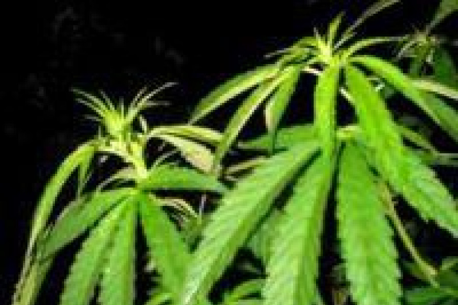 liść marihuana narkotyk