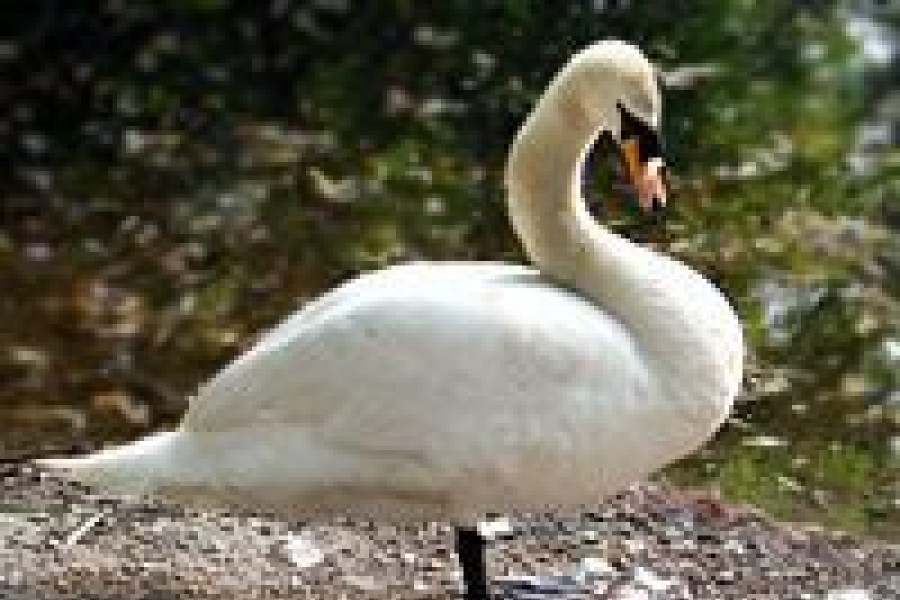 Łabędź
