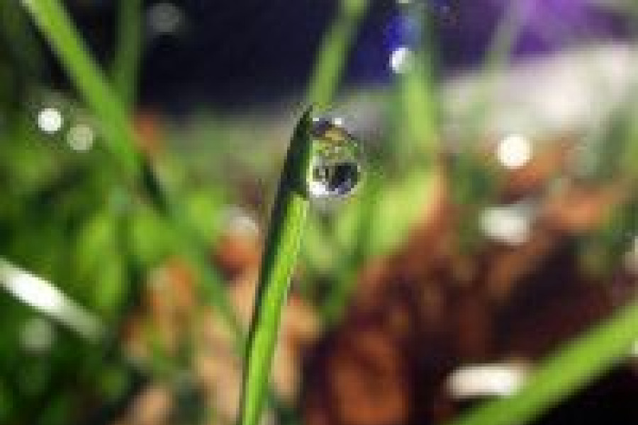 Justyna Łuc Kropla rosy