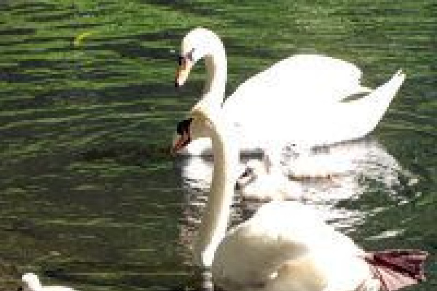 łabędź staw