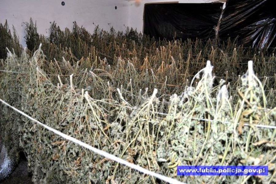 plantacja marihuana
