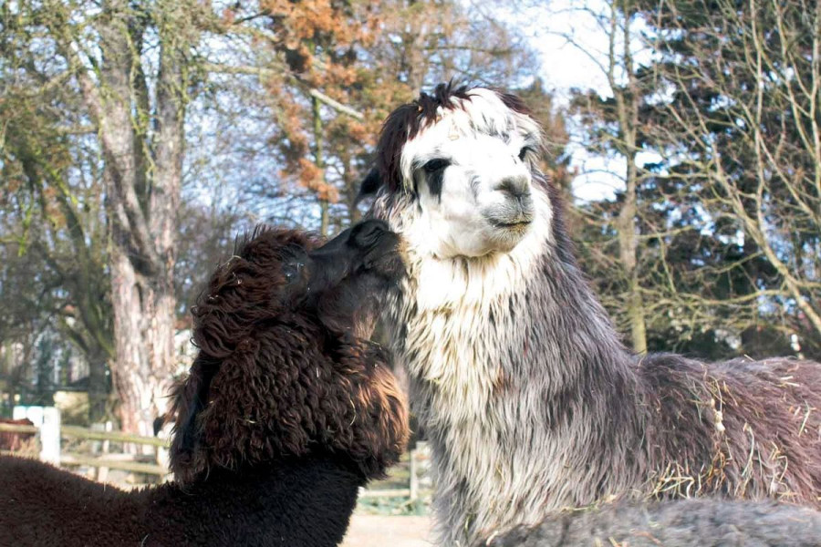 alpaka