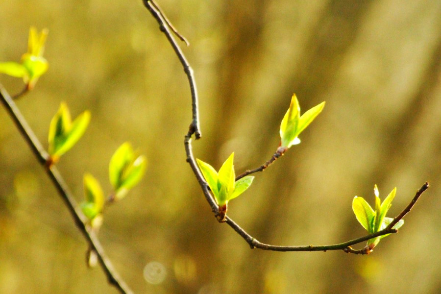 liść przedwiośnie