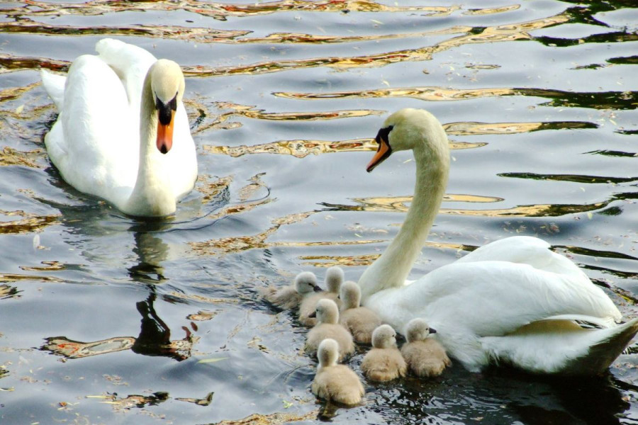 łabędź łajba staw pisklę