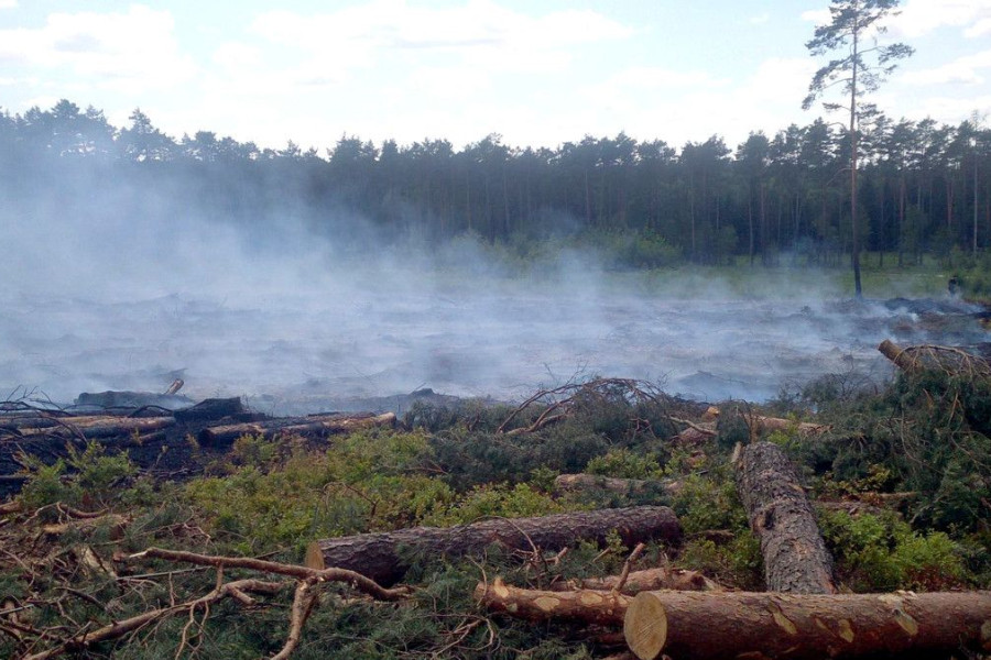 pożar lasu