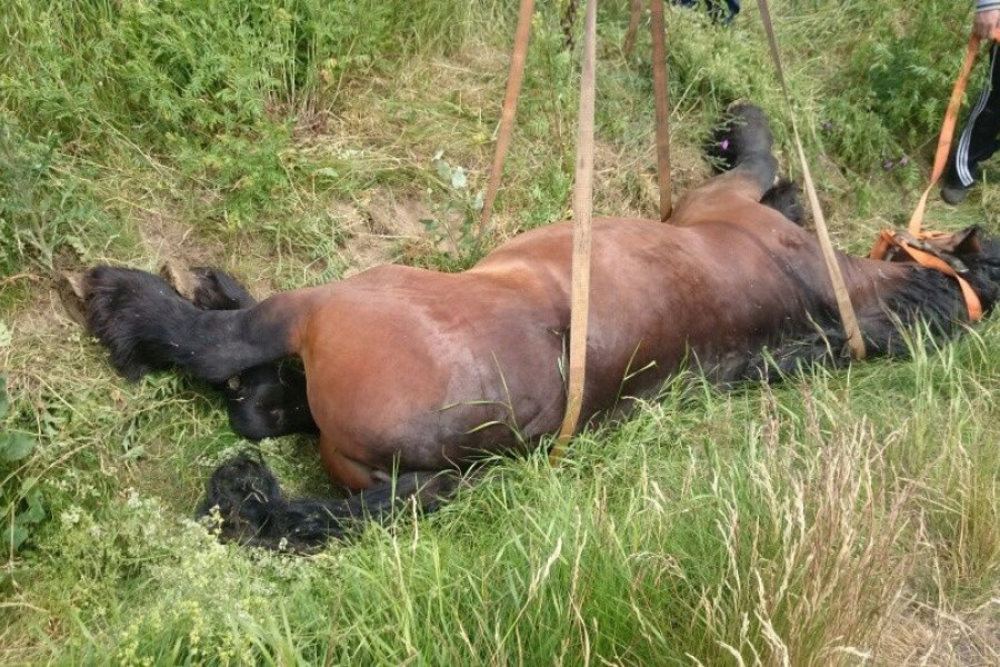 koń wypadek autostrada