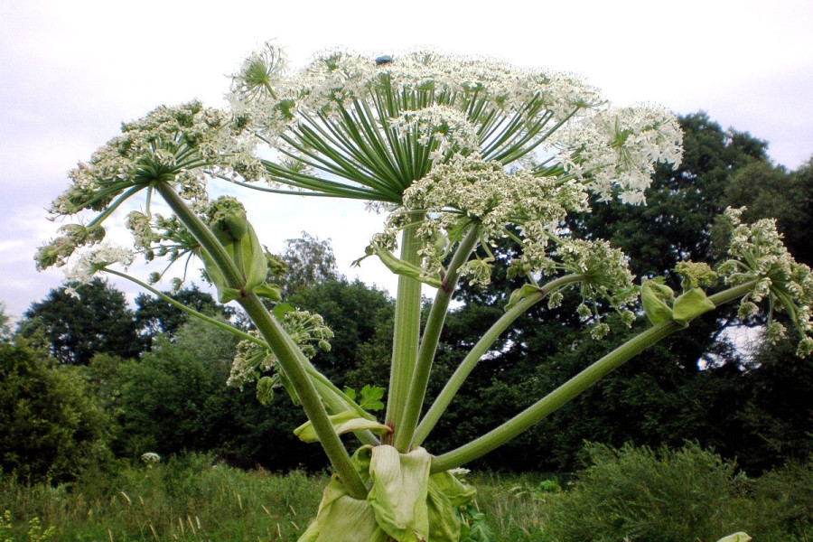 Barszcz Sosnowskiego