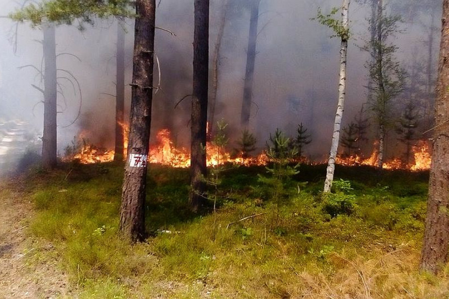 pożar las osiecznica