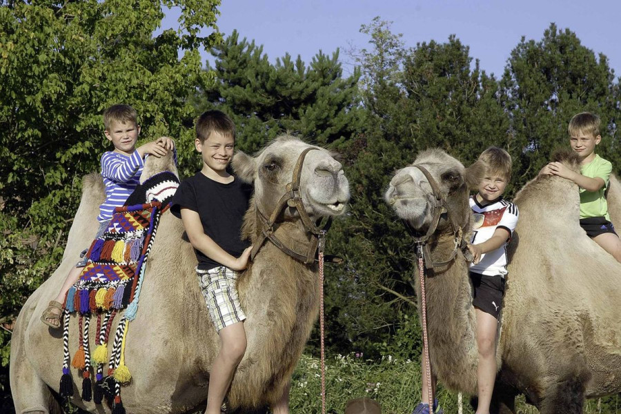 dziecko wielbłąd
