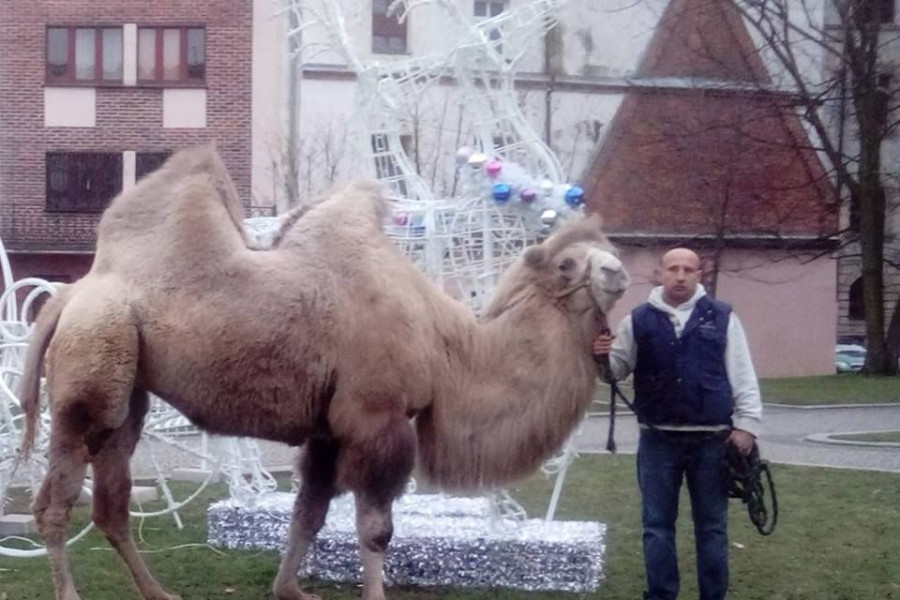 daniel puzdrakiewicz wielbłąd