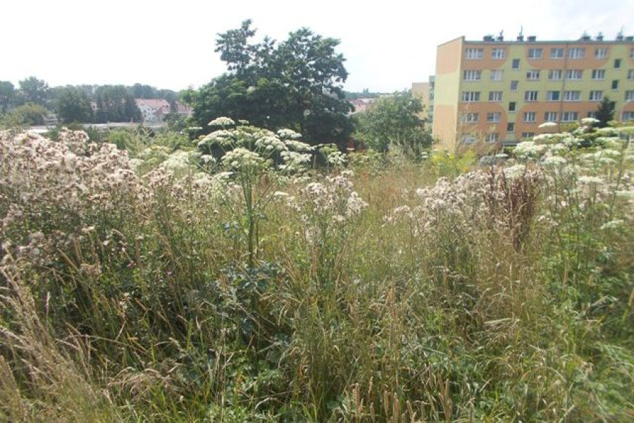 barszcz sosnowskiego