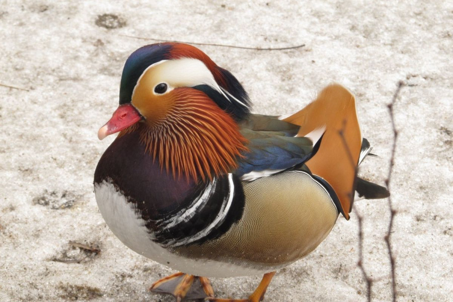 kaczka mandarynka etta