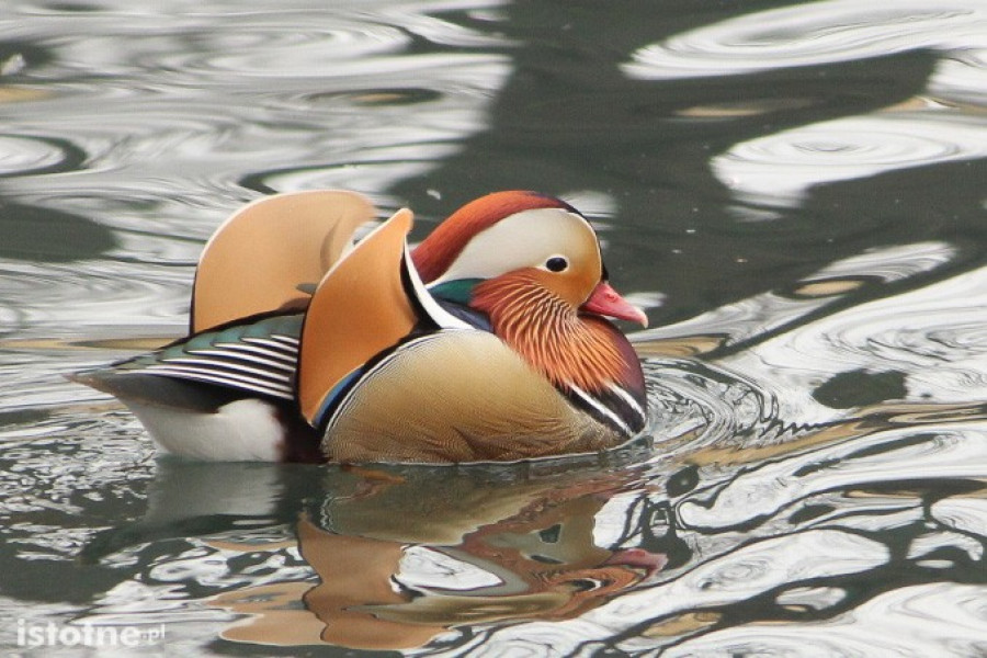 kaczor mandarynka mandaryn