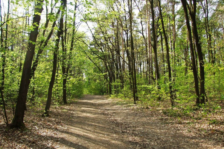 las  ścieżka  piastów