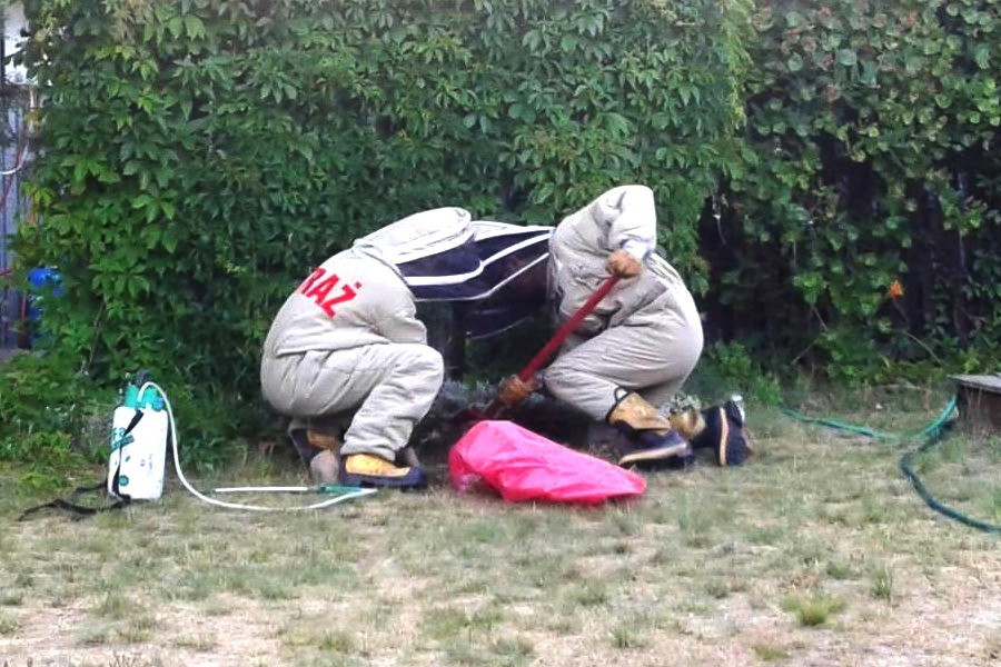 szerszeń  straż pożarna