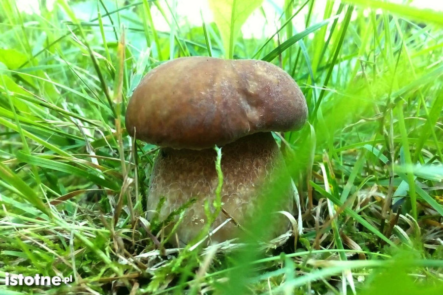 grzyb  borowik  prawdziwek