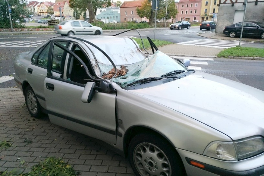 wichura  drzewo  łokietka