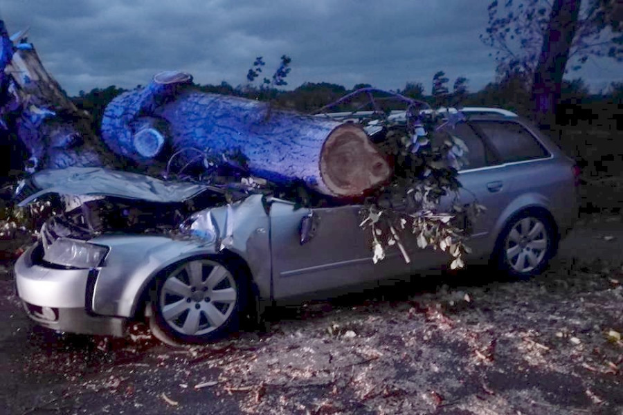 wichura drzewo kraszowice