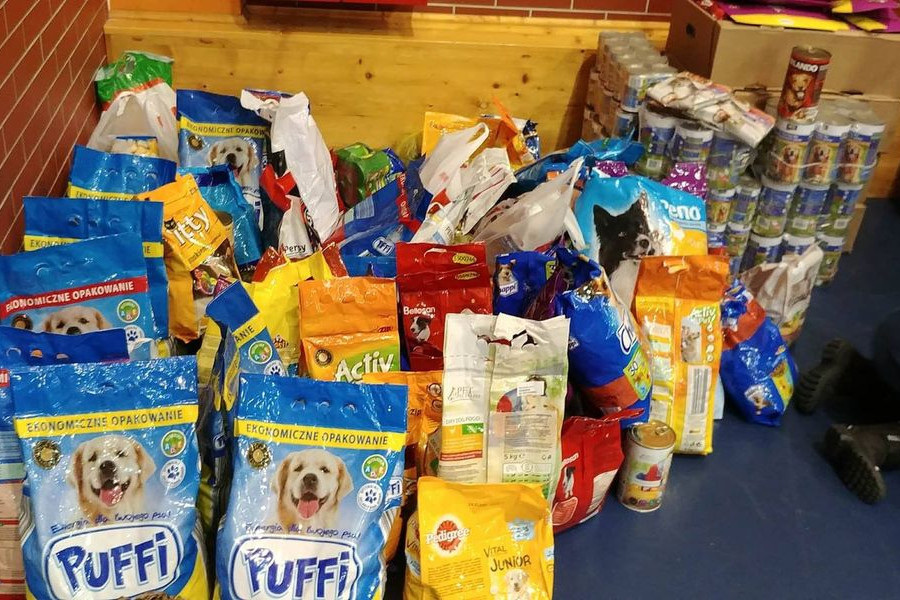 karma  zwierzę  pies  kot