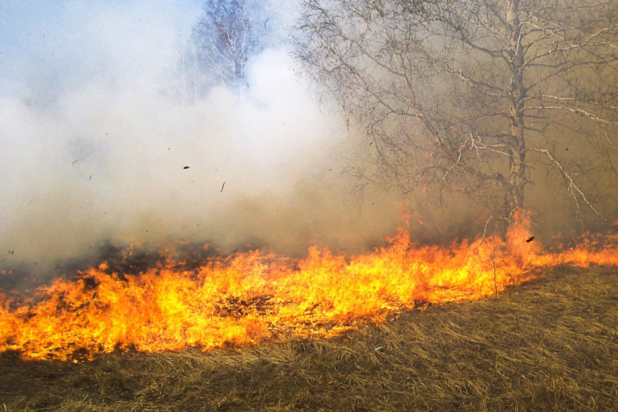 Pożar traw
