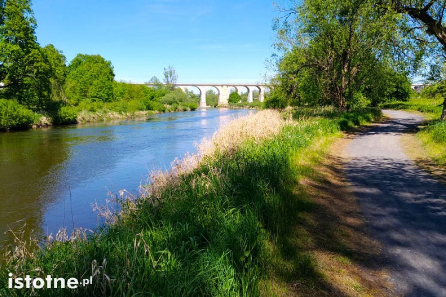 bóbr  bobrowa ścieżka