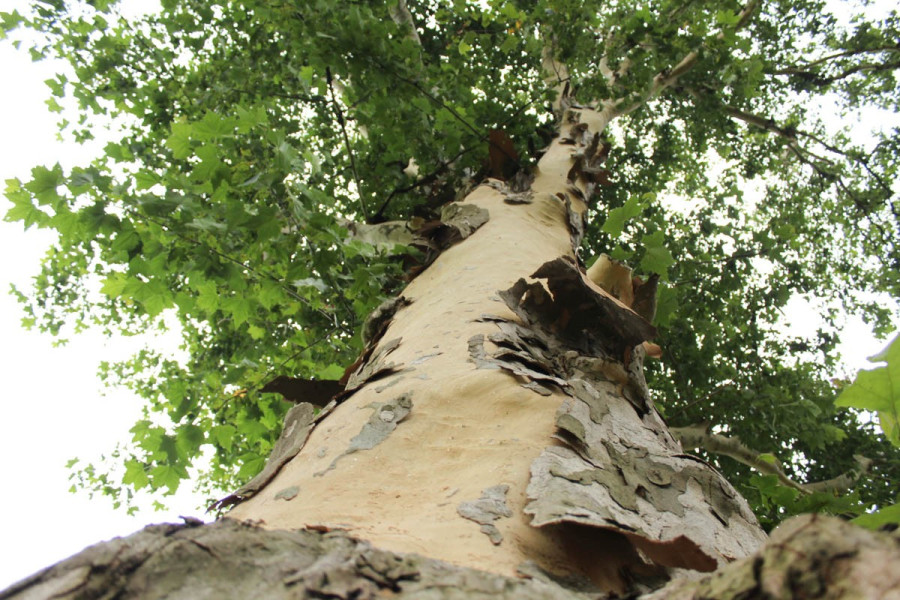 platan  drzewo  kora