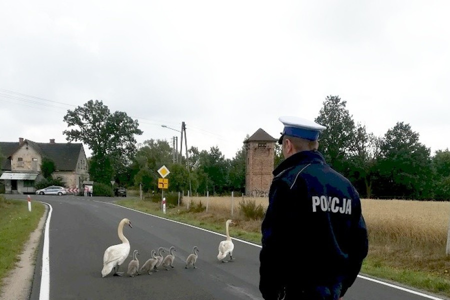 policja łabędź osiecznica