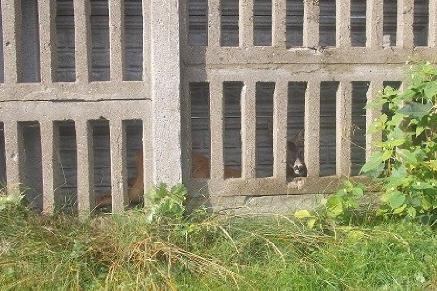 sarna beton ogrodzenie