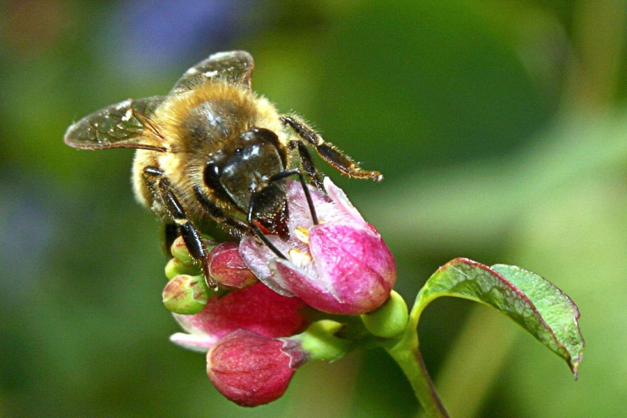 pszczoła