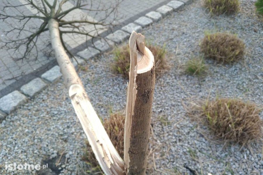 drzewko krzew bok-mcc