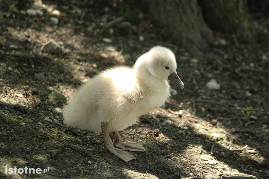 łabędź pisklak