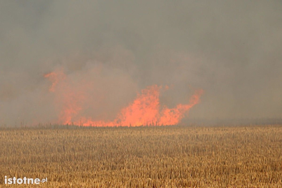 pożar pole zboże