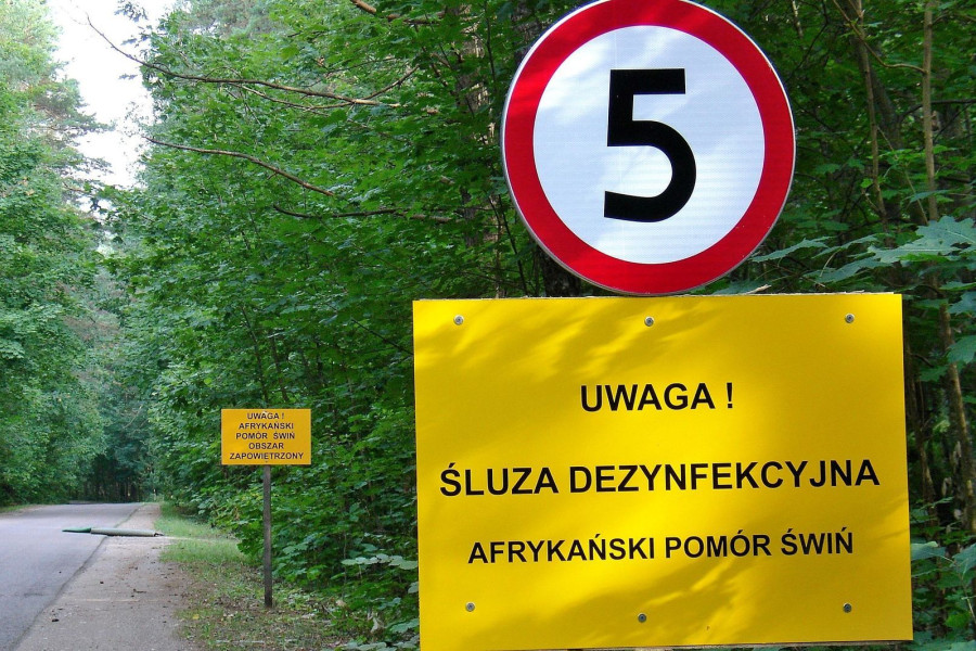 Afrykański pomór świń