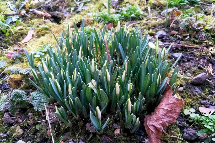 przebiśniegi wiosna