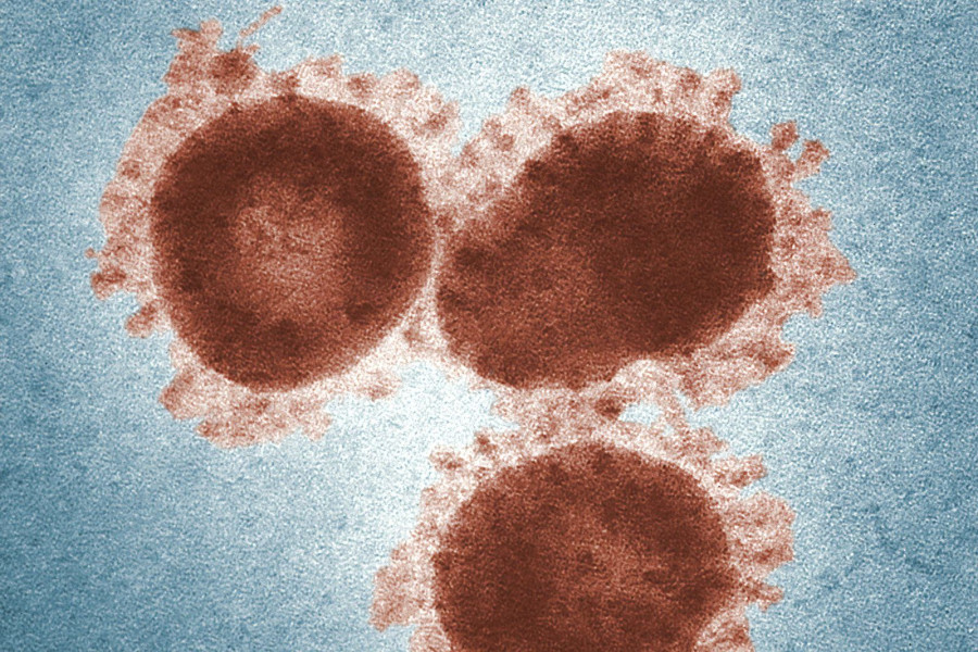 Koronawirus