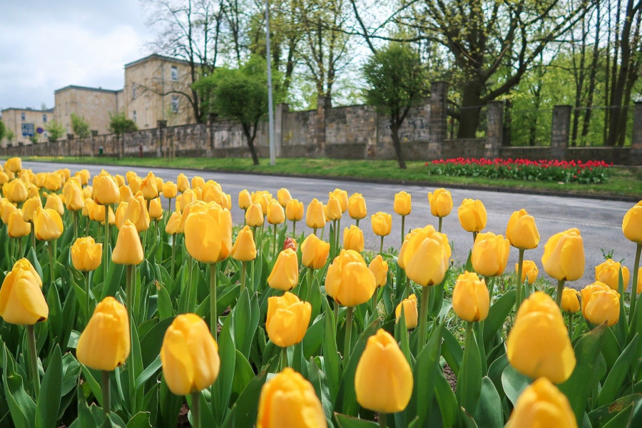 tulipan aleja tysiąclecia