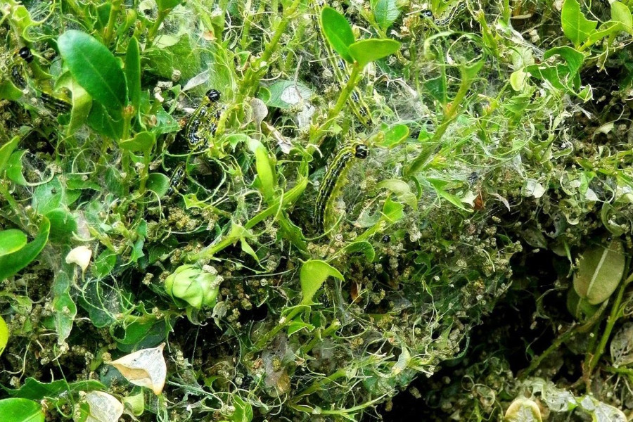 Larwa ćmy bukszpanowej