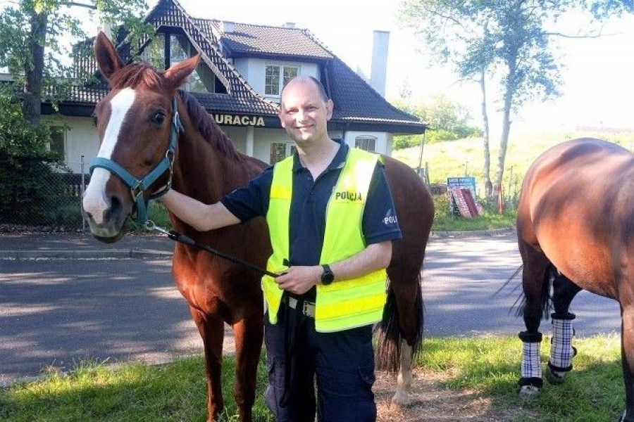policjant koń