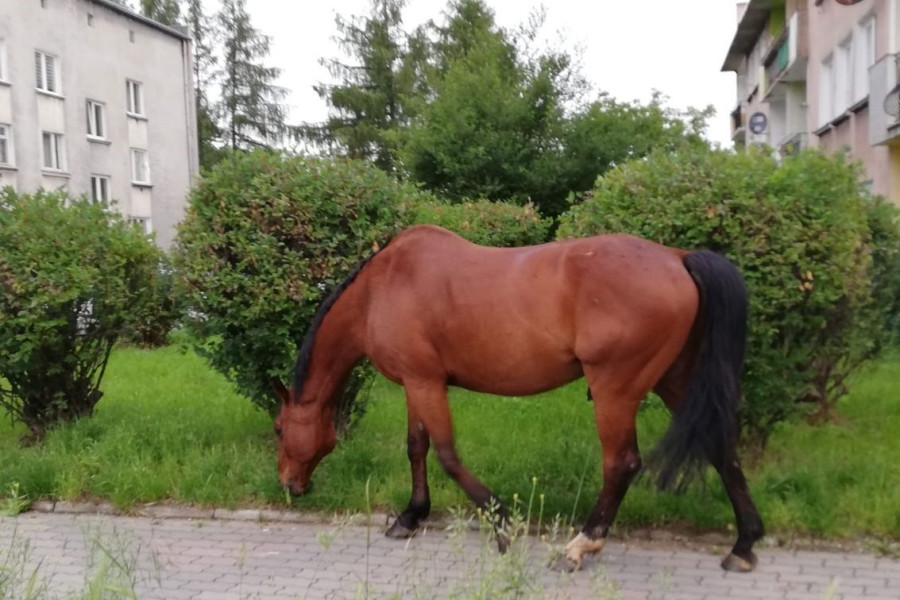 koń spacer miasto