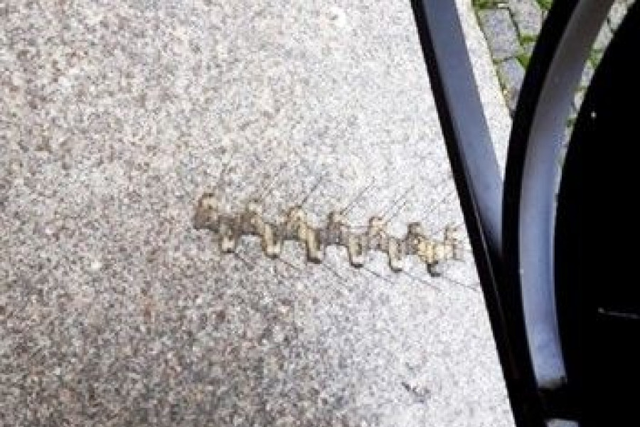 kolce odstraszacz gołębi