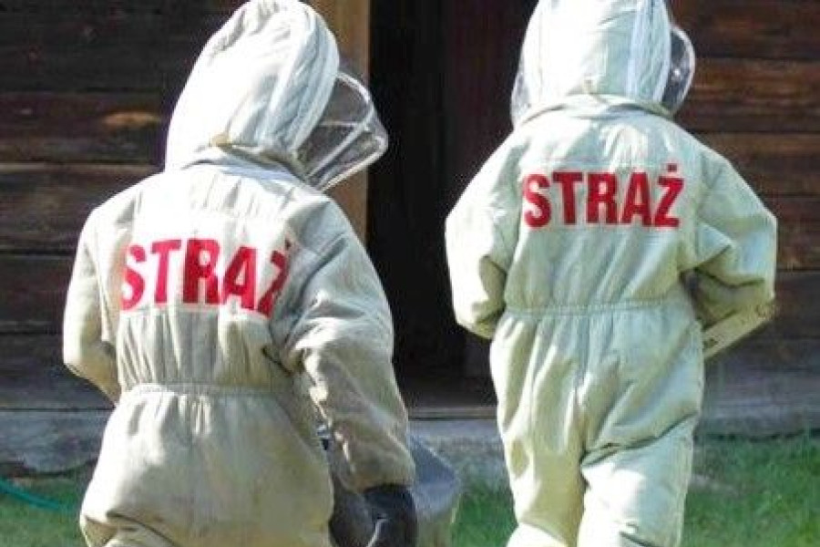 strażak owady osy