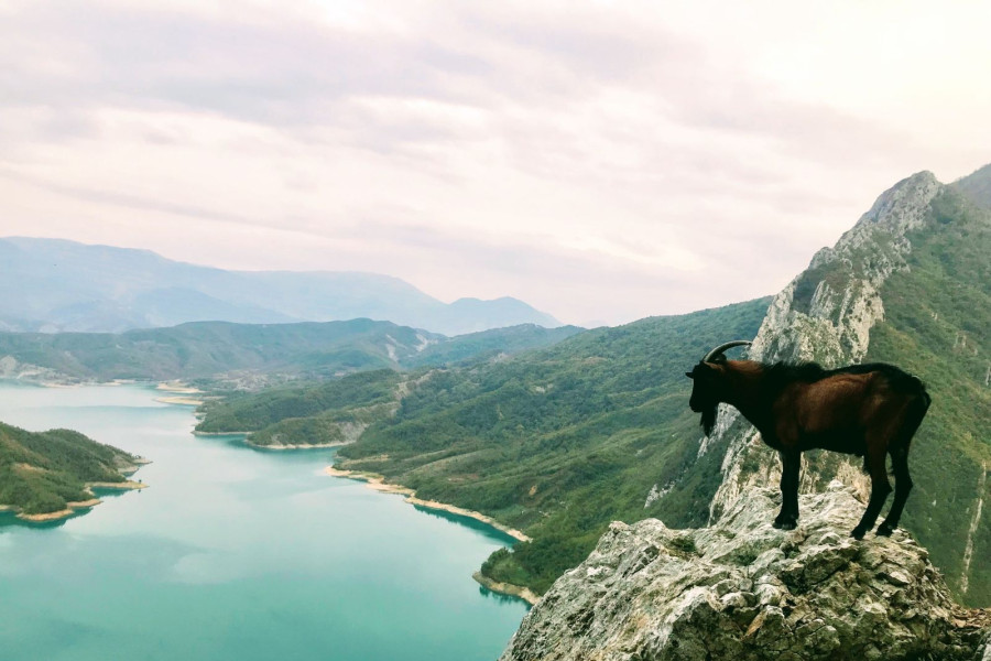 kozica albania góry