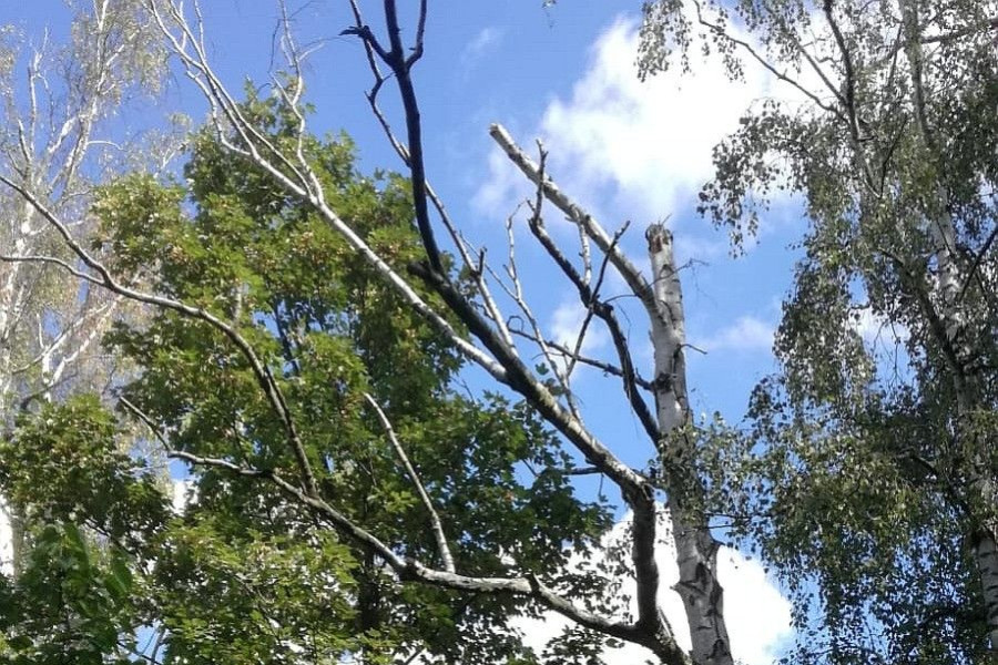 brzoza konar tysiąclecia