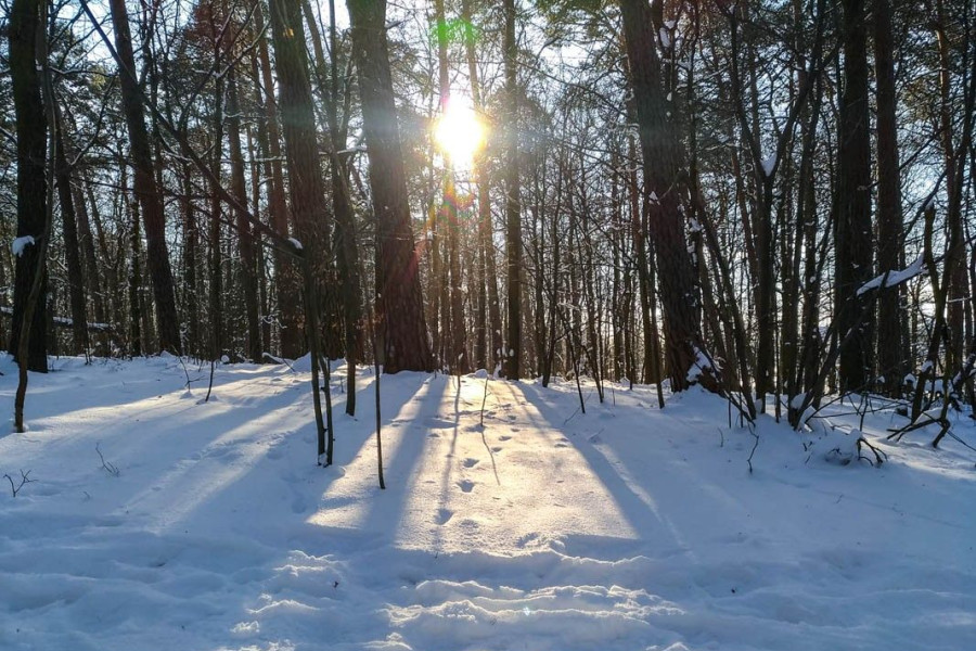 zima las śnieg