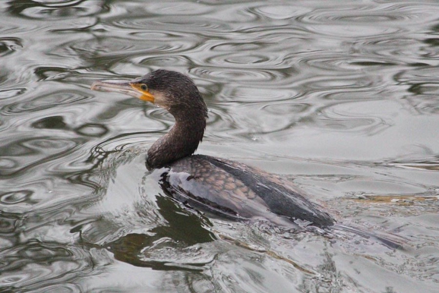 kormoran staw miejski