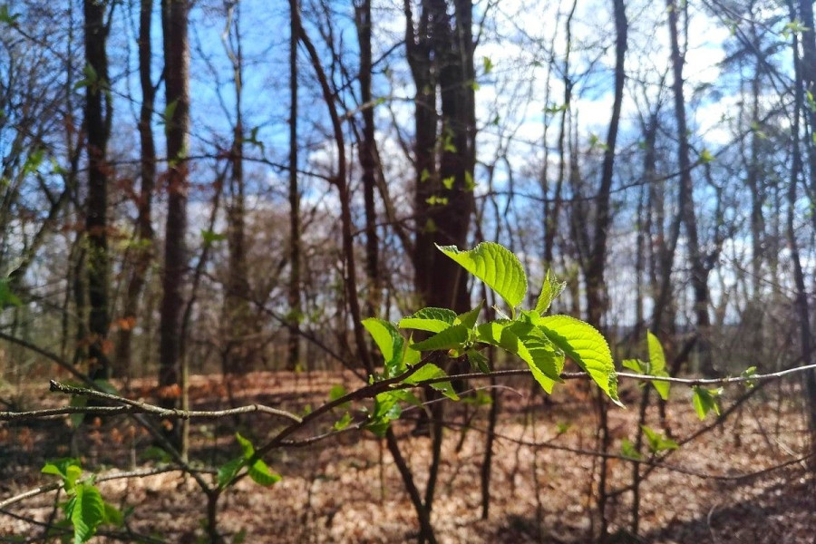 wiosna las liście