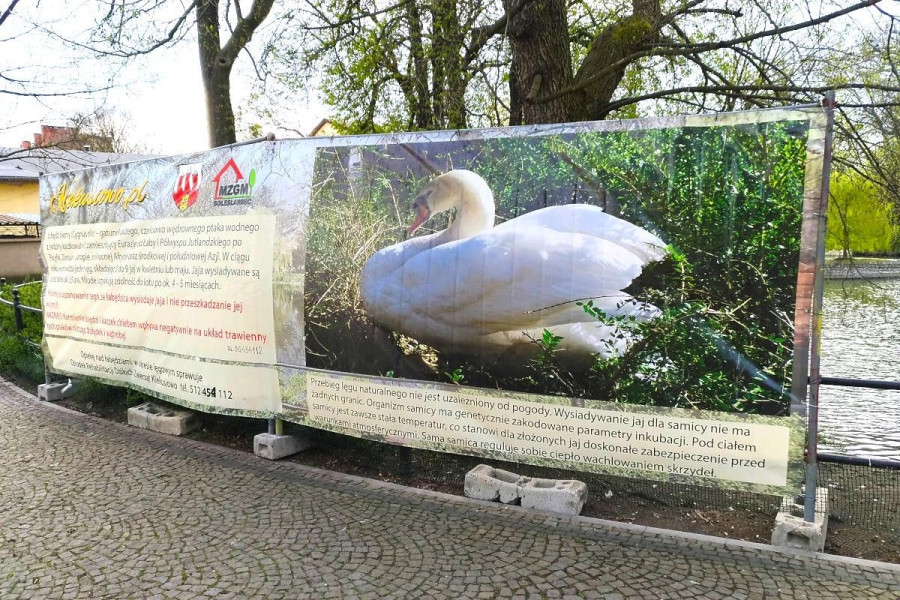 łabędzica jaja gniazdo parawan